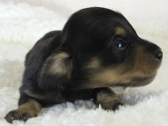 ななこの子 ブラクリ男の子 ななこの子 ブラクリ男の子