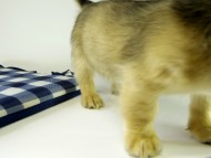 カニンヘンダックス　子犬　シェーデットクリーム男の子