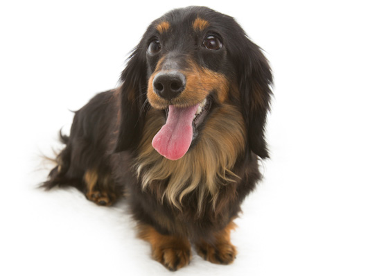 カニンヘンのリリィが2月4日出産しました カニンヘンのリリィが2月4日出産しました