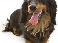 リリィ ブラック＆タン