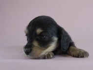 カニヘン 子犬 ブラクリ 男の子 カニヘン 子犬 ブラクリ 男の子