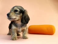 カニンヘーン ダックスフンド 子犬 シェーデットクリーム男の子 カニンヘーン ダックスフンド 子犬 シェーデットクリーム男の子