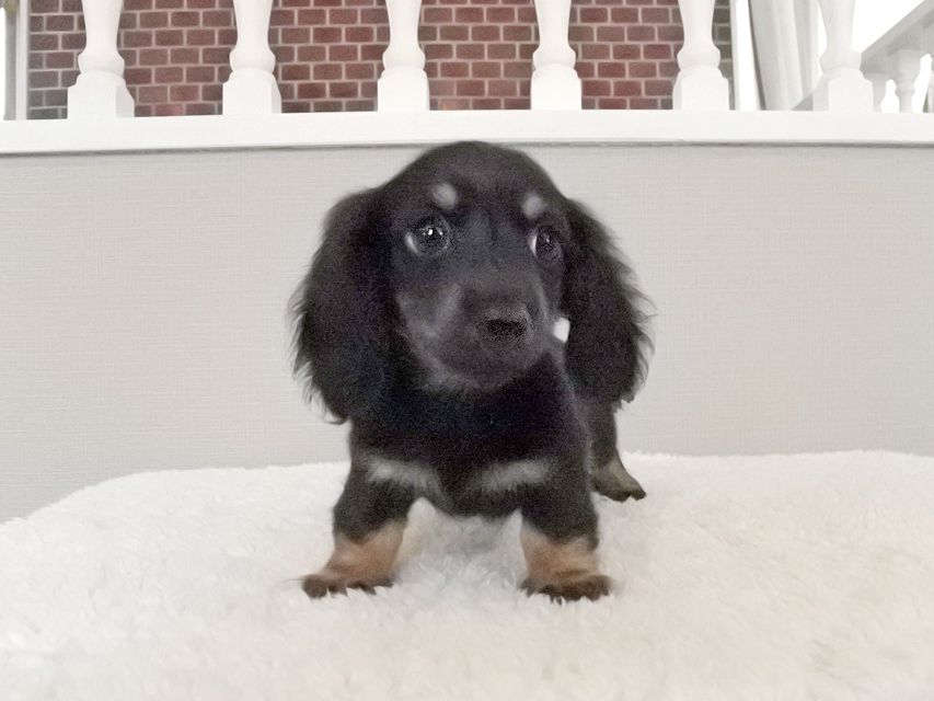 カニンヘンダックスフンド KT & ブルースの子犬 ブラックタン 男の子