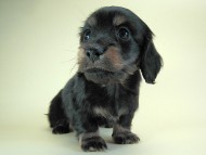 カニヘン　子犬　ブラタン女の子