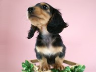 カニヘン 子犬 ブラタン女の子 カニヘン 子犬 ブラタン女の子