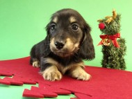 カニンヘン ダックスフンド ブラッククリーム男の子 カニンヘン ダックスフンド ブラッククリーム男の子