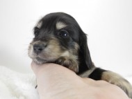 カニンヘン ダックスフンド 子犬 ブラッククリーム 男の子 カニンヘン ダックスフンド 子犬 ブラッククリーム 男の子