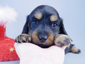 AUSTRALIA CHAMPION GRAEDON EYE ME OFF CN. バリーナ(BARINA) AUSTRALIA CHAMPION GRAEDON EYE ME OFF CN. バリーナ(BARINA)