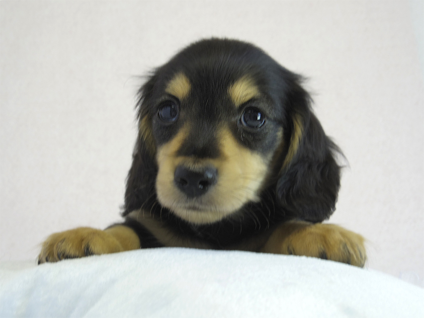 カニヘン 子犬 ブラクリ男の子 カニヘン 子犬 ブラクリ男の子