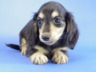 カニヘン　子犬　ブラクリ女の子