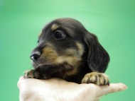 カニンヘンダックス　子犬　ブラッククリーム男の子