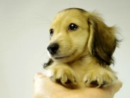 カニンヘンダックス　子犬　シェーデットクリーム男の子