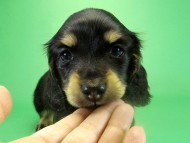 カニヘンダックス　子犬　ブラッククリーム　男の子