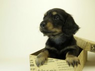 カニンヘン ダックスフンド 子犬 ブラッククリーム 男の子