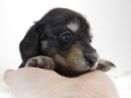 カニンヘン ダックスフンド 子犬 ブラッククリーム 男の子