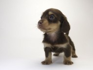 カニンヘン ダックスフンド 子犬 チョコ&クリーム 女の子 カニンヘン ダックスフンド 子犬 チョコ&クリーム 女の子
