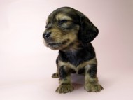 カニンヘン ダックスフンド 子犬 シェーデットレッド 女の子