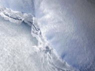 カニンヘンダックス　子犬　ブラッククリーム男の子