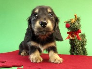 カニンヘン ダックスフンド ブラッククリーム男の子