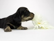 カニンヘン ダックスフンド ブラッククリーム 男の子 オーナーさん募集中