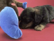 カニンヘン ダックスフンド 子犬 シェーデットレット 男の子