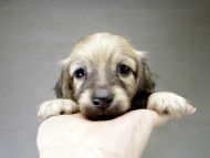 カニンヘン ダックスフンド 子犬 ピュアクリーム 男の子 カニンヘン ダックスフンド 子犬 ピュアクリーム 男の子