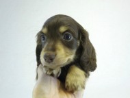 カニヘン 子犬 チョコクリ女の子 カニヘン 子犬 チョコクリ女の子