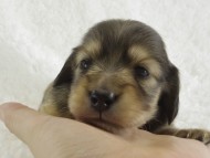 カニンヘン 子犬 シェーデットクリーム女の子 カニンヘン 子犬 シェーデットクリーム女の子