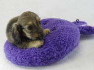 カニヘンダックス 子犬 シェーデットクリーム男の子 カニヘンダックス 子犬 シェーデットクリーム男の子