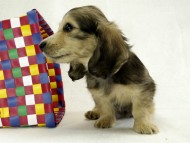 カニンヘンダックス　子犬　シェーデットクリーム女の子