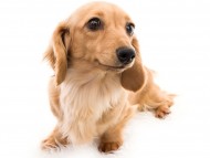 tn09コメロ_K9A1714