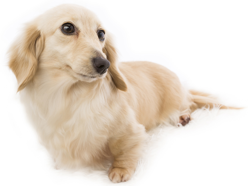 ダックスフンド カニンヘン メロディー ダックスフンド カニンヘン メロディー