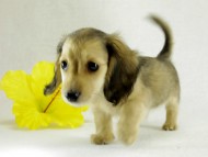 カニヘンダックス　シェーデットクリーム　男の子