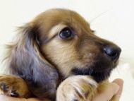 カニヘンダックス シェーデットレット 男の子 カニヘンダックス シェーデットレット 男の子