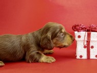 カニンヘンダックス 仔犬 チョコ&クリーム女の子 カニンヘンダックス 仔犬 チョコ&クリーム女の子