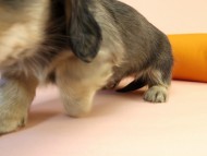 カニンヘーン ダックスフンド 子犬 シェーデットクリーム男の子