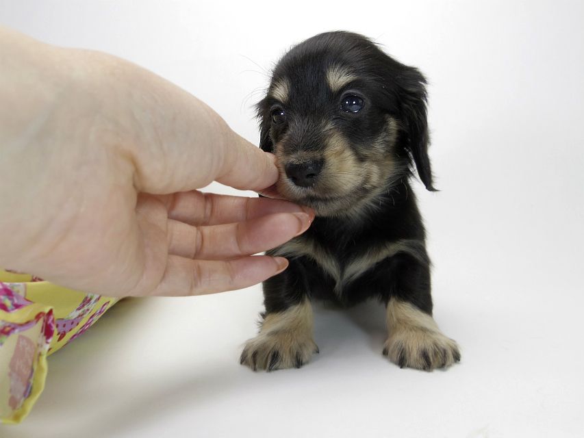 カニンヘン ダックスフンド 子犬 ブラッククリーム 男の子 カニンヘン ダックスフンド 子犬 ブラッククリーム 男の子