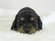 シャーディーの子　ブラクリ女の子