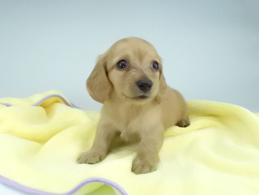 カニンヘンダックスフンド リコ & 竹千代の子犬 イエロー(クリーム) 女の子061 カニンヘンダックスフンド リコ & 竹千代の子犬 イエロー(クリーム) 女の子