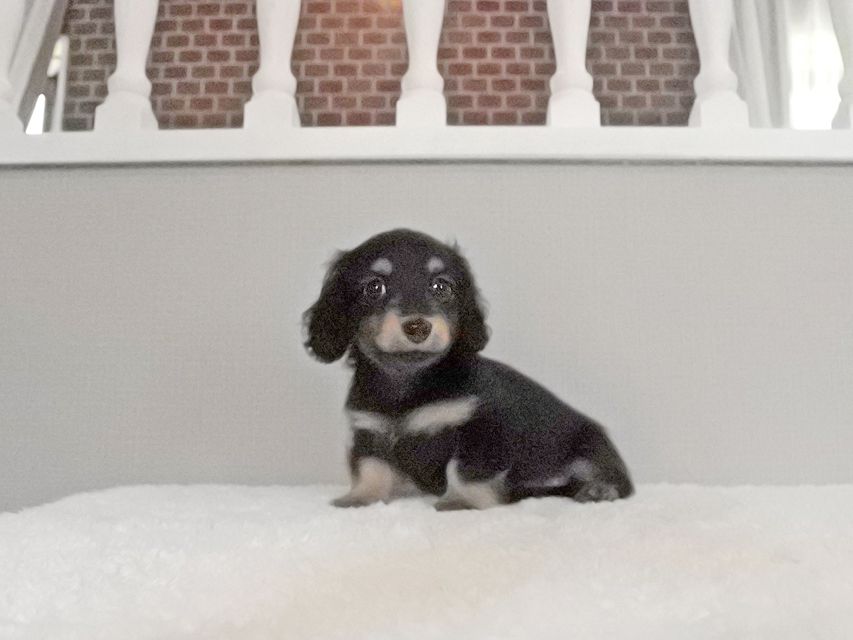 カニンヘンダックスフンド ラムネkk & 朝日の子犬 ブラタン 女の子061 カニンヘンダックスフンド ラムネkk & 朝日の子犬 ブラタン 女の子