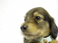 カニヘンダックス　子犬　シェーデットクリーム　男の子