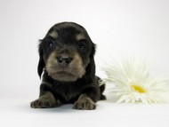 カニンヘン ダックスフンド ブラッククリーム 男の子 オーナーさん募集中