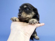 カニンヘン ダックスフンド 子犬 ブラッククリーム 男の子 カニンヘン ダックスフンド 子犬 ブラッククリーム 男の子