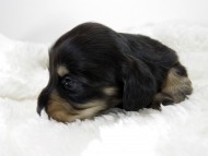カニンヘン ダックスフンド 子犬 ブラッククリーム 女の子