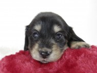 カニンヘン ダックスフンド 子犬 ブラッククリーム 男の子 カニンヘン ダックスフンド 子犬 ブラッククリーム 男の子