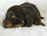 ななこの子　チョコクリ女の子