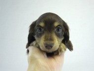 カニヘン 子犬 チョコクリ女の子 カニヘン 子犬 チョコクリ女の子