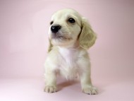 カニンヘン ダックスフンド 子犬 ピュアクリーム 男の子 カニンヘン ダックスフンド 子犬 ピュアクリーム 男の子