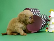 カニヘンダックス　仔犬　ゴールド女の子