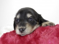 カニンヘン ダックスフンド 子犬 ブラッククリーム 男の子